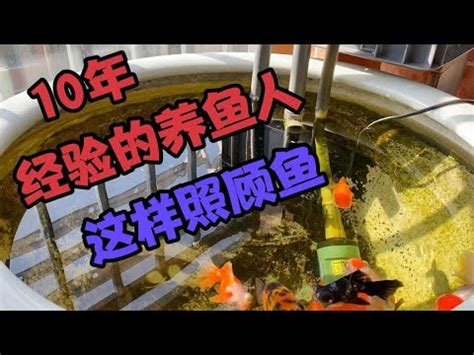 金魚產卵怎麼辦|新手養金魚：產卵篇